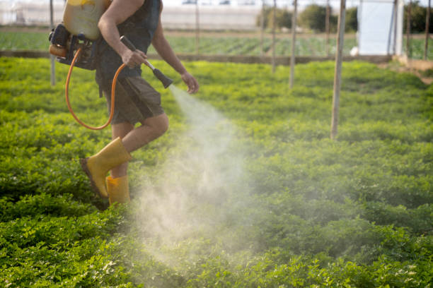 Professional Pest Control in Rock Springs, NM