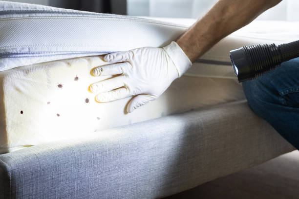 Best Wasp Removal Services  in Rock Springs, NM
