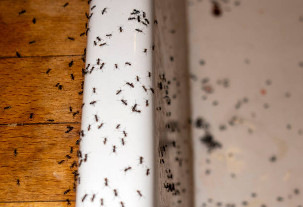 Best Mosquito Control Services  in Rock Springs, NM
